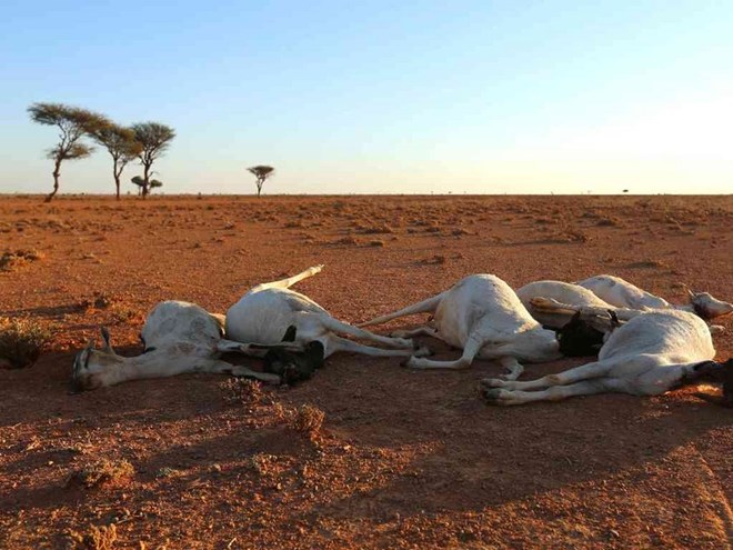 Carcasses of goats are seen in the outskirts of Garowe, Puntland state in northeastern Somalia, December 15, 2016. REUTERS